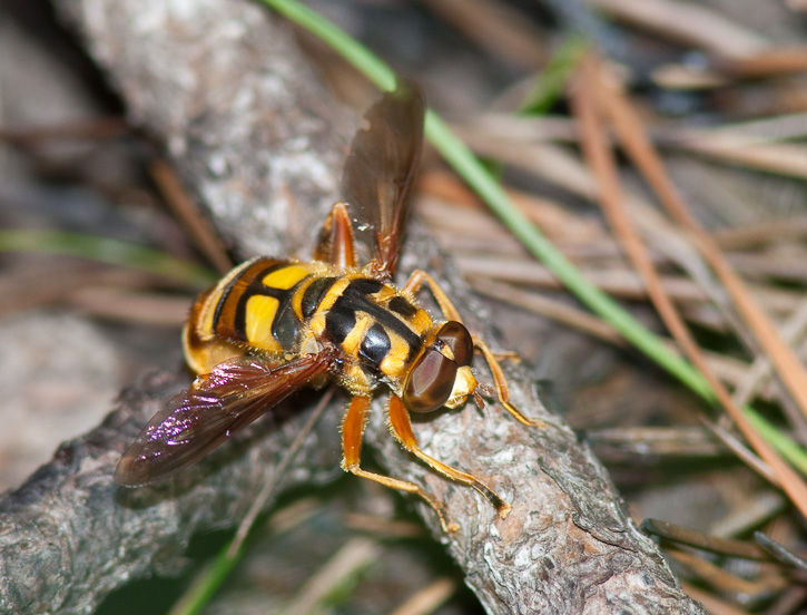Yellowjacket Hover Fly (Milesia virginiensis)